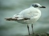 Mediterranean Gull at Westcliff Seafront (Steve Arlow) (83088 bytes) Mediterranean Gull at Westcliff Seafront (Steve Arlow) (83088 bytes)